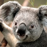 Koala fra Austarlien